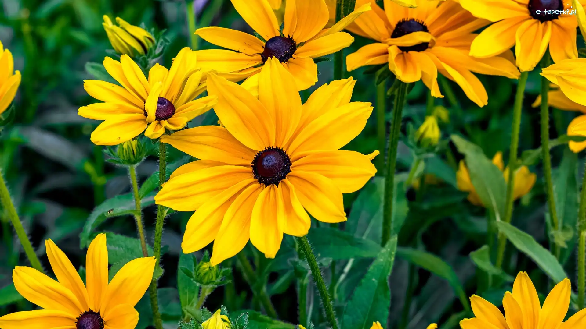 Pąki, Rudbekia, Płatki, Liście, Żółte, Kwiaty