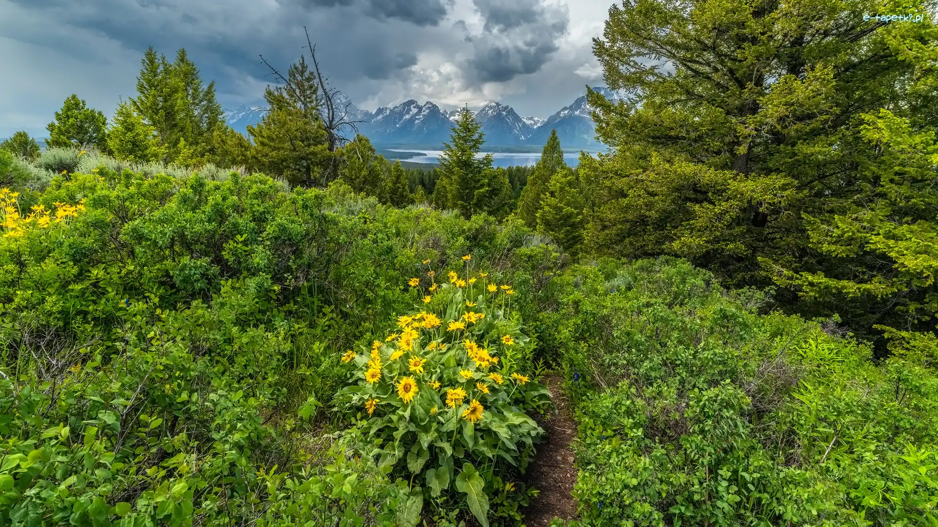Stany Zjednoczone, Drzewa, Góry, Balsamorhiza, Kwiaty, Park Narodowy Grand Teton, Chmury