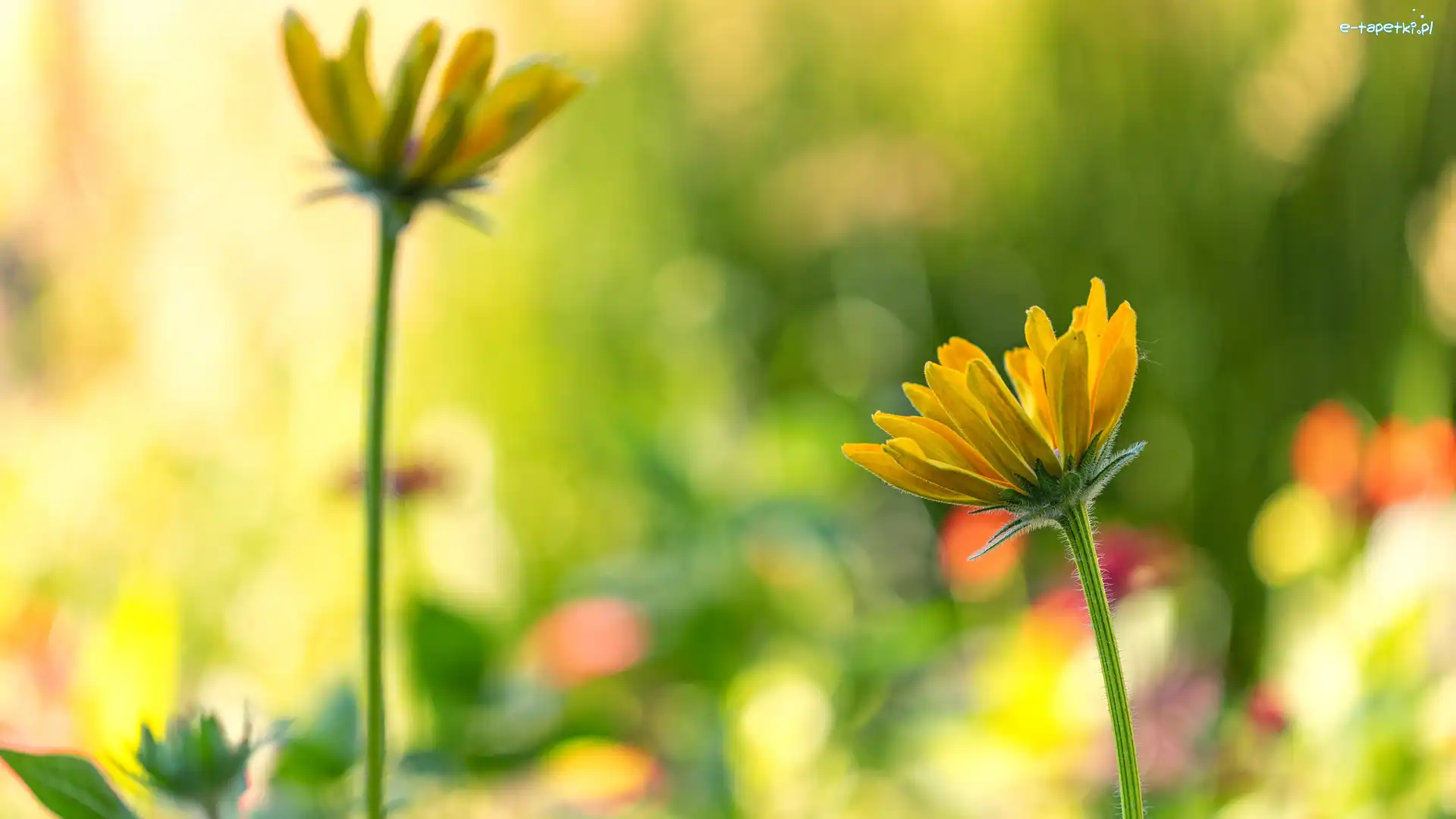 Żółte, Roślina, Rudbekia, Kwiaty