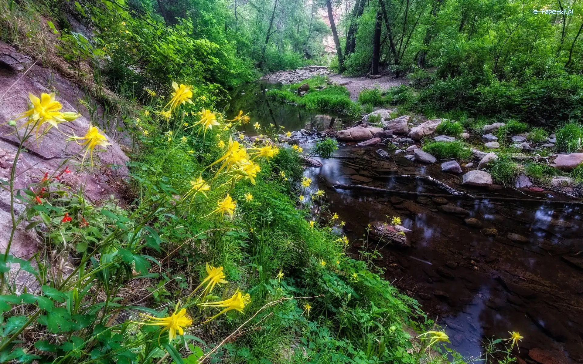 Kwiaty, Las, Rzeka, Arizona, Stany Zjednoczone, Kamienie, Orliki, Oak Creek, Żółte