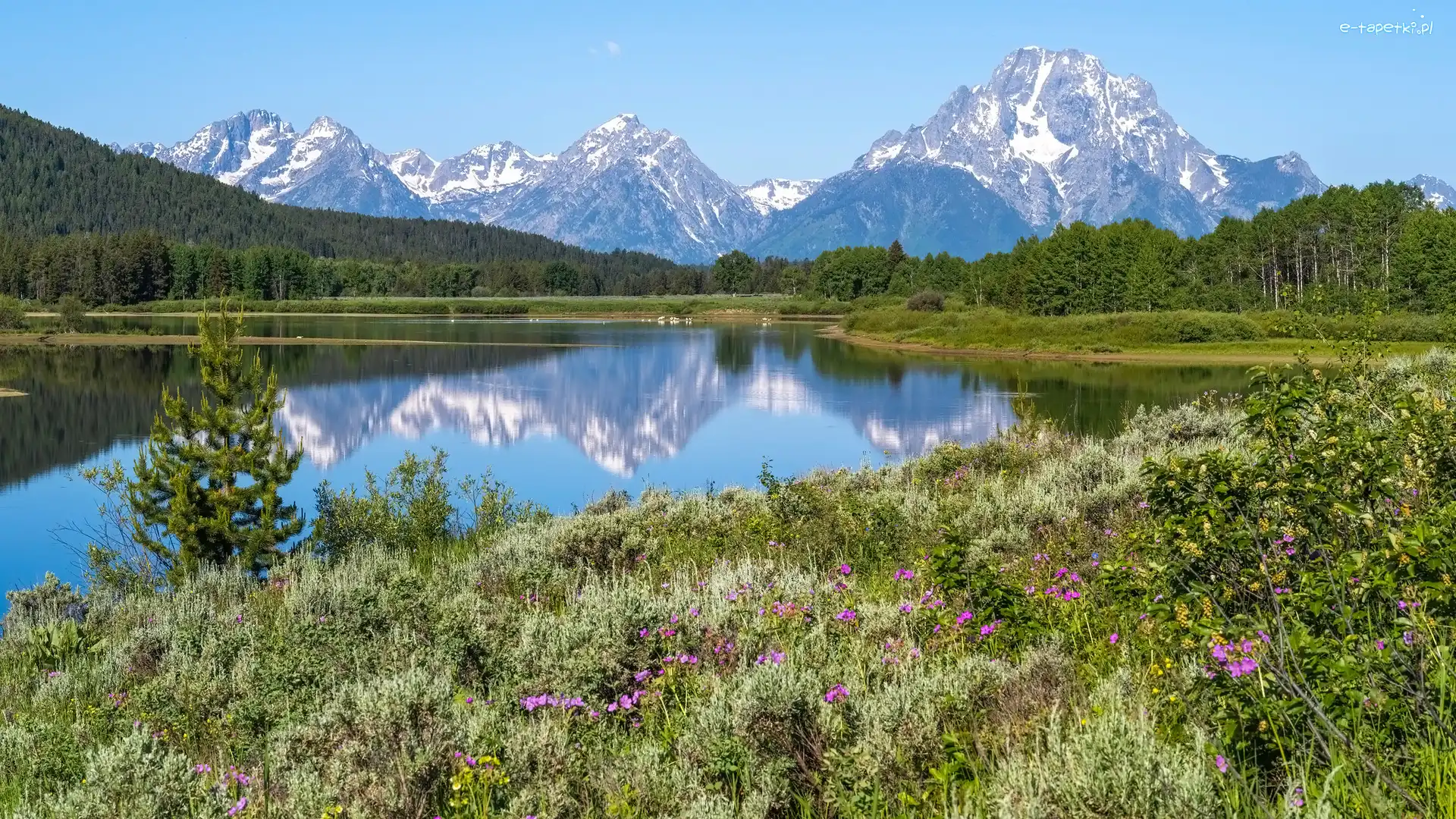 Rzeka, Trawa, Stany Zjednoczone, Wyoming, Góry, Snake River, Park Narodowy Grand Teton, Kwiaty