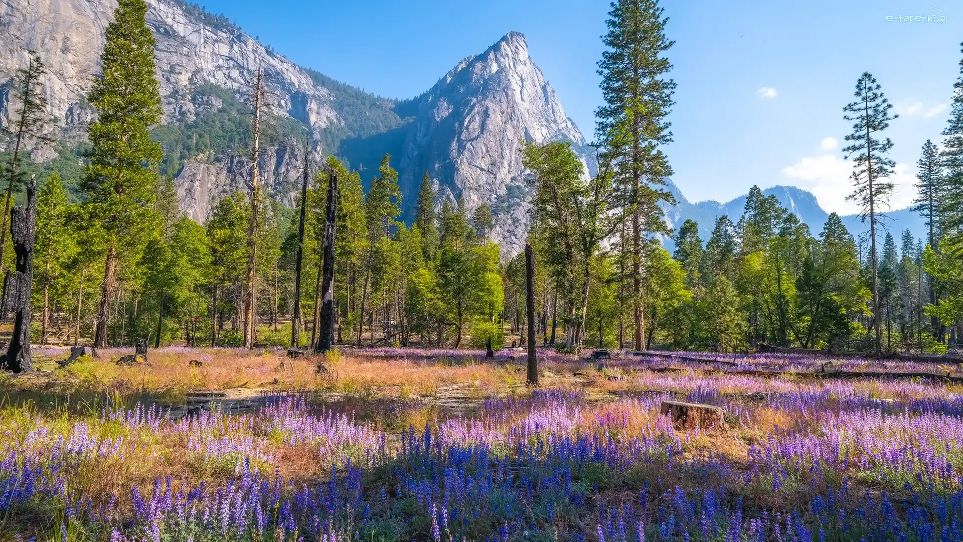 Drzewa, Łubin, Stany Zjednoczone, Kalifornia, Trawa, Góry, Park Narodowy Yosemite, Kwiaty