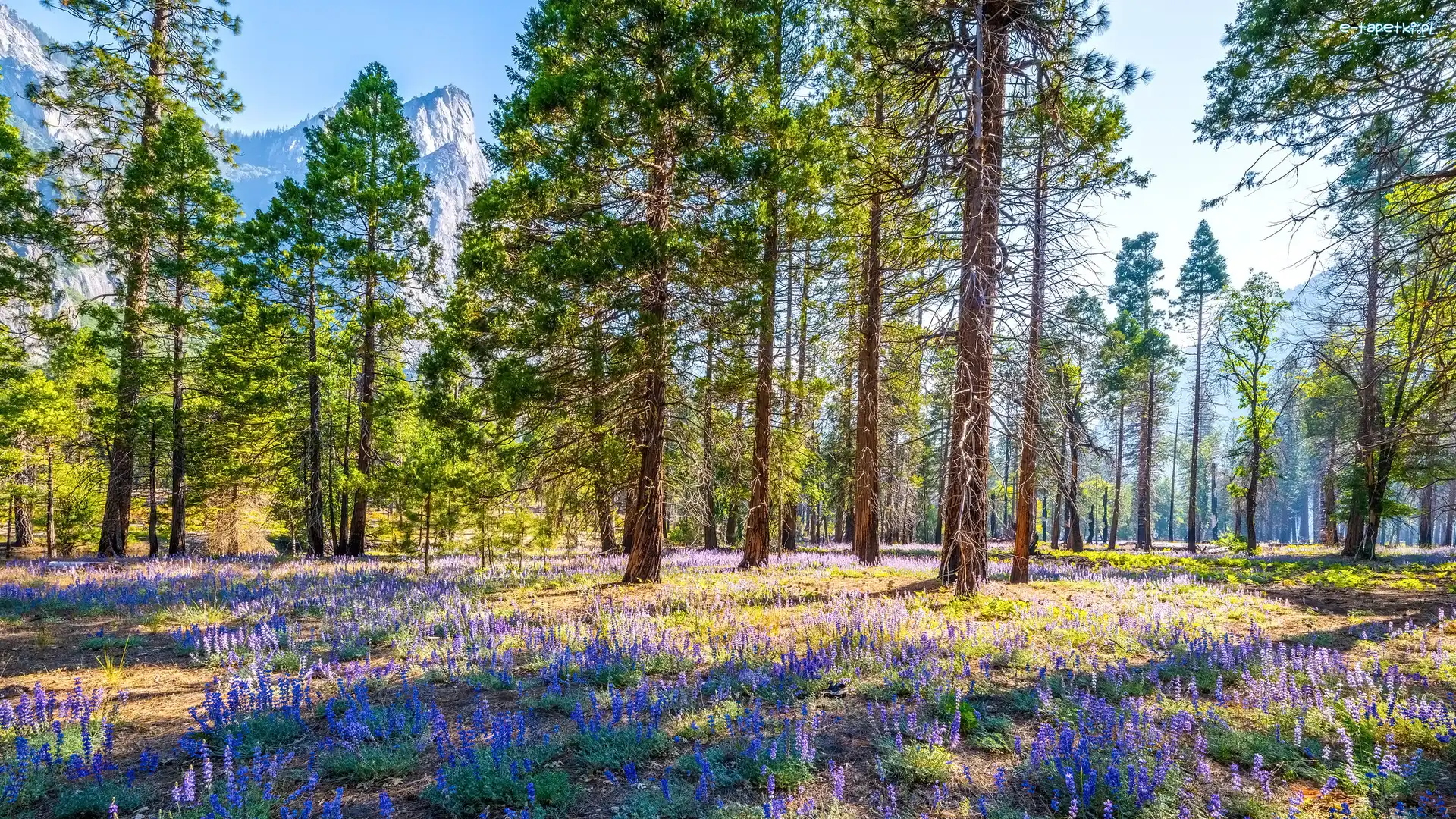 Stany Zjednoczone, Drzewa, Góry, Łubin, Kwiaty, Kalifornia, Park Narodowy Yosemite