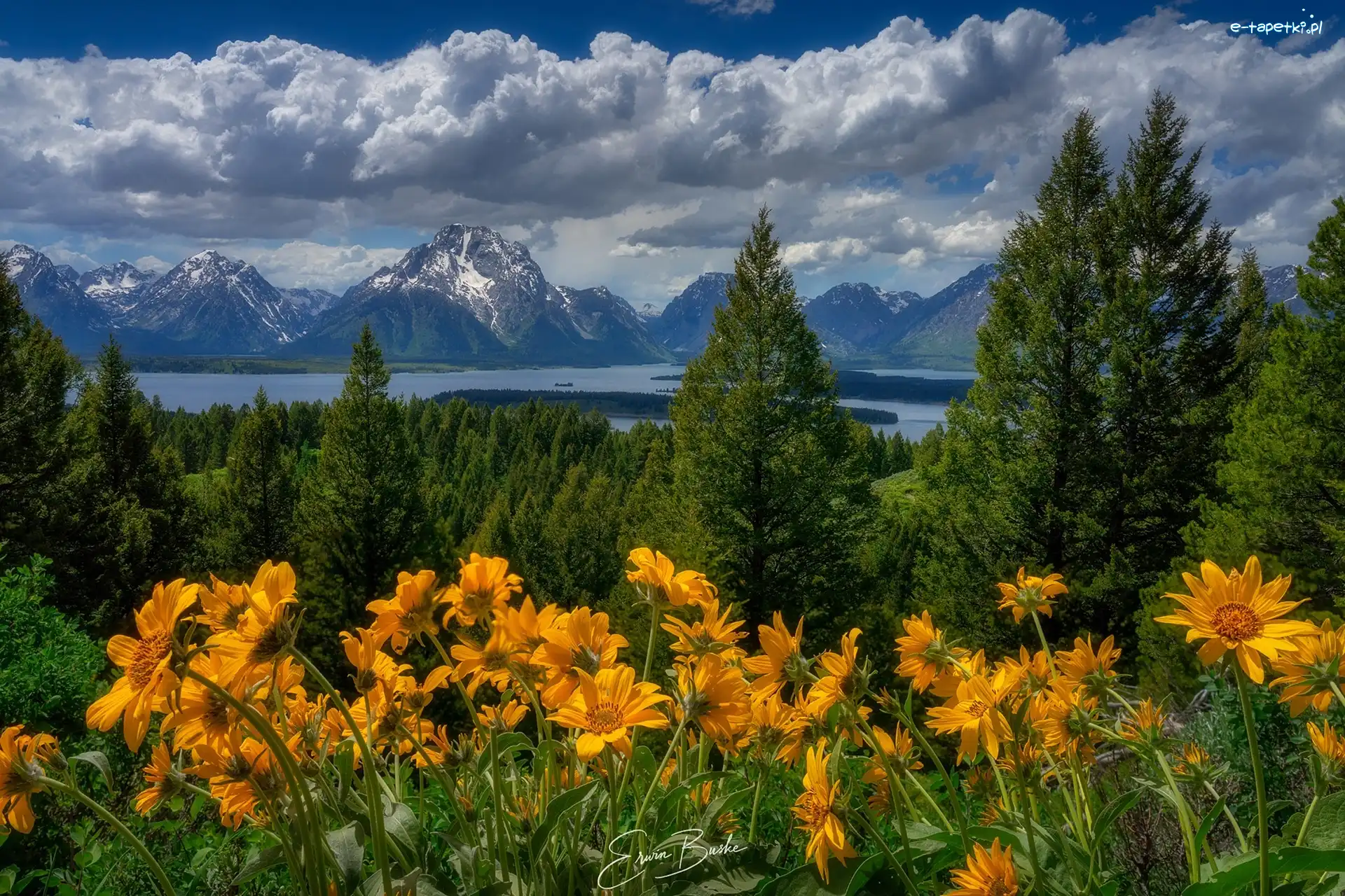 Drzewa, Park Narodowy Grand Teton, Balsamorhiza, Kwiaty, Góry Teton Range, Las, Łąka, Stany Zjednoczone