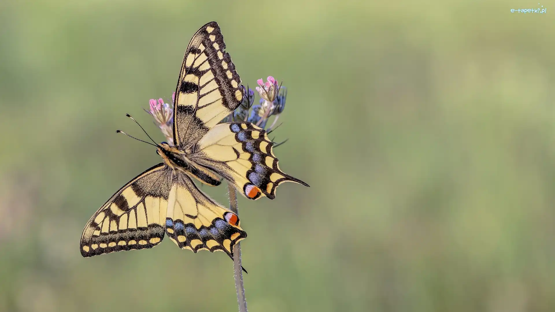 Paź królowej, Zbliżenie, Roślinka, Motyl