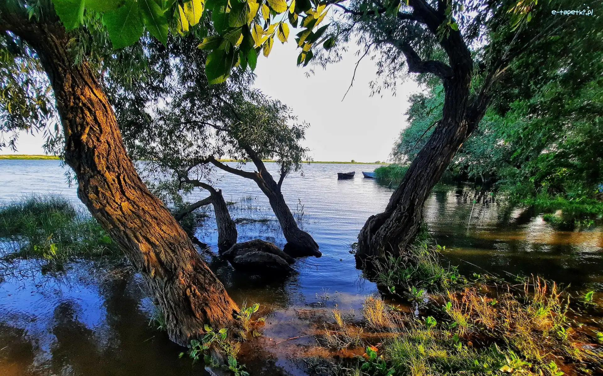 Drzewa, Szuwary, Łódki, Jezioro