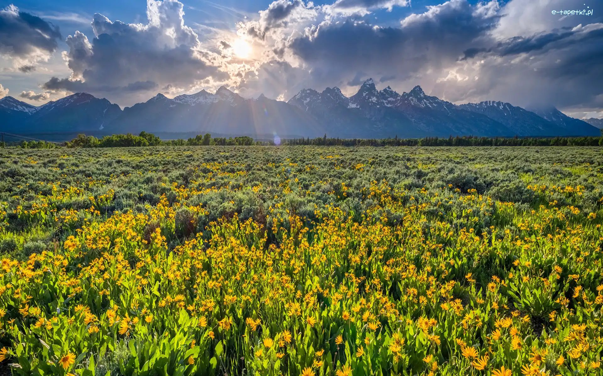 Łąka, Góry, Stany Zjednoczone, Promienie słońca, Drzewa, Kwiaty, Chmury, Park Narodowy Grand Teton