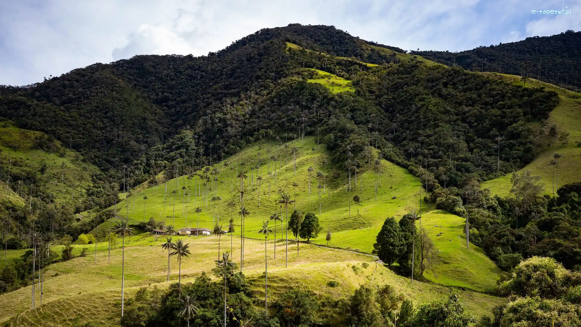 Palmy, Lasy, Kolumbia, Cocora Valley, Drzewa, Trawa, Dolina, Wzgórza