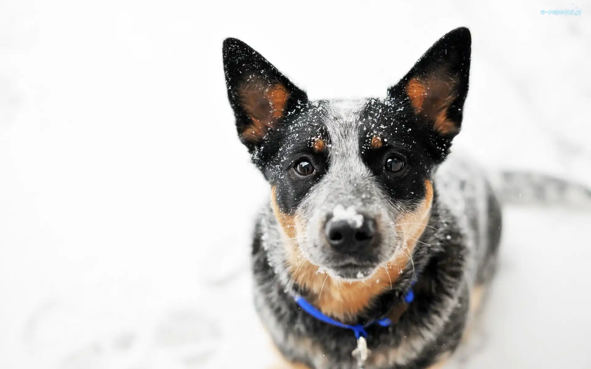 Pies, Głowa, Australian cattle dog, Śnieg, Spojrzenie