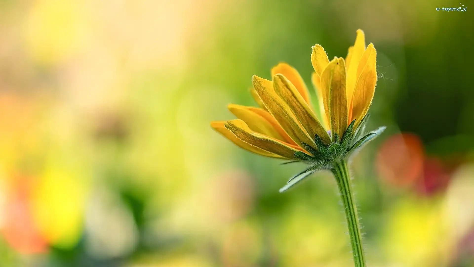 Rudbekia, Rozkwitająca, Kwiat