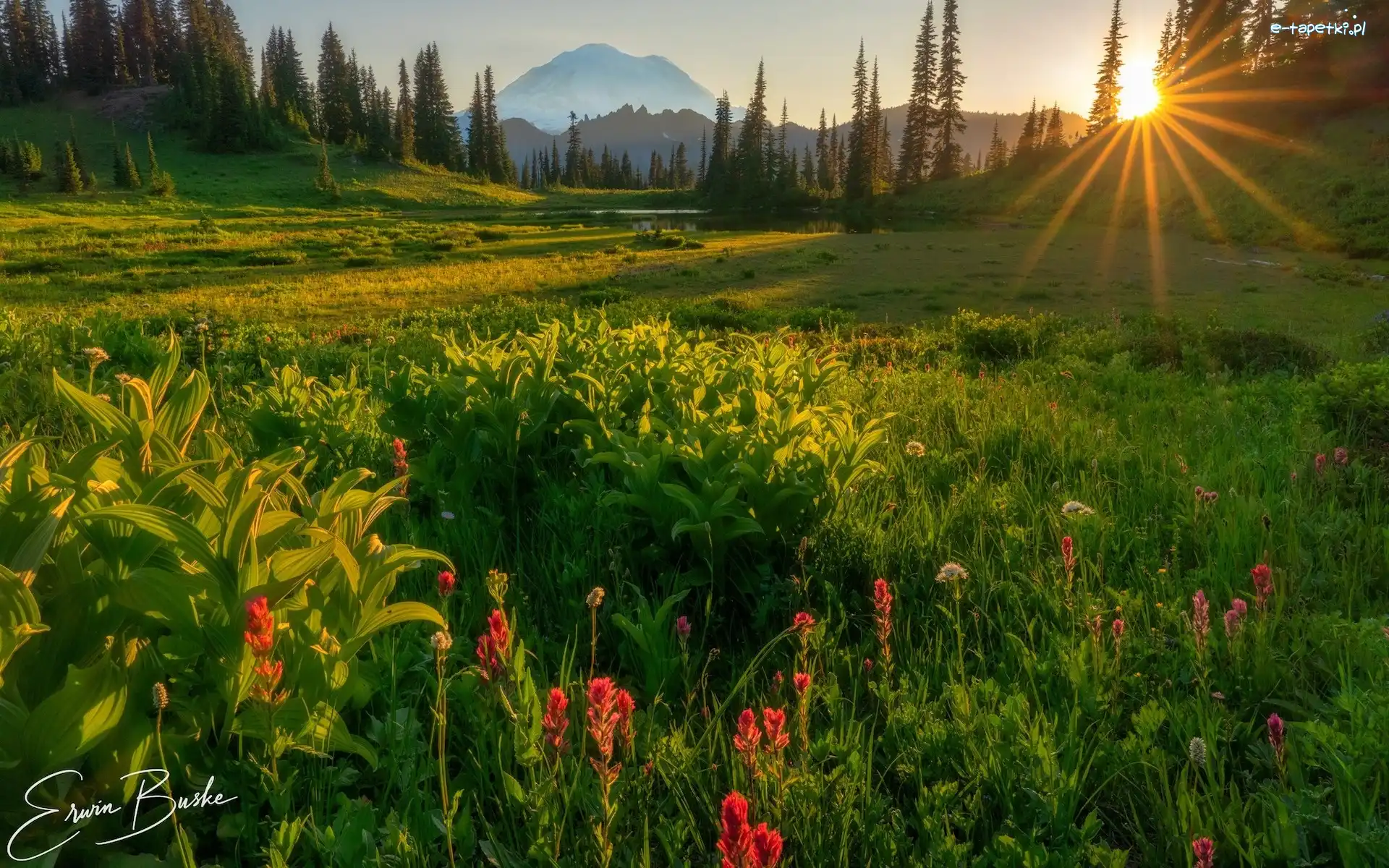 Stratowulkan Mount Rainier, Waszyngton, Promienie słońca, Drzewa, Park Narodowy Mount Rainier, Łąka, Kwiaty, Stany Zjednoczone