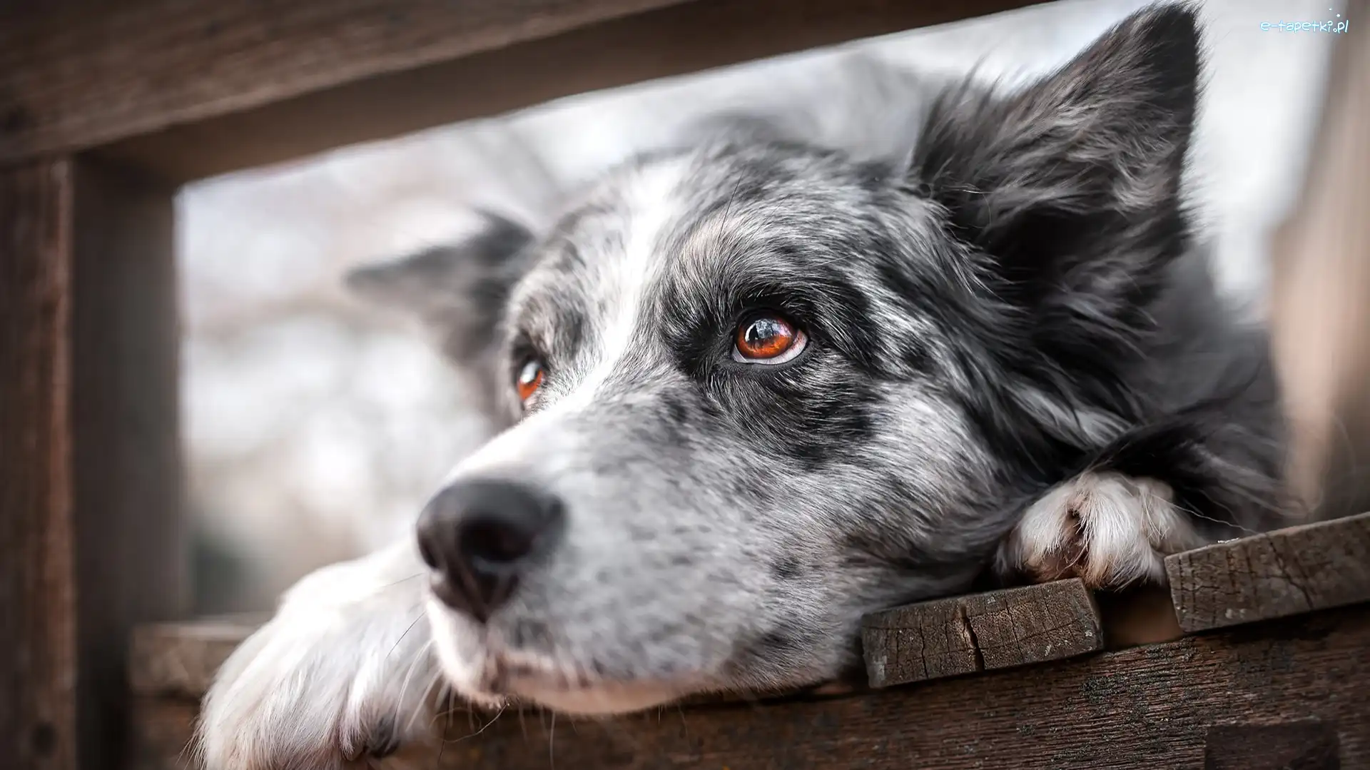 Spojrzenie, Brązowe, Oczy, Deski, Border collie, Pies