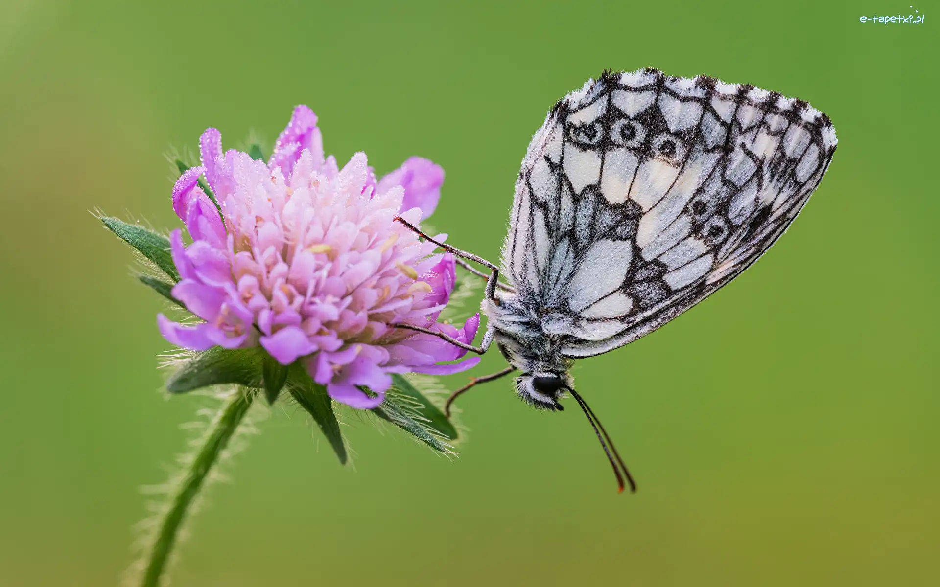 Motyl, Fioletowy, Polowiec szachownica, Świerzbnica polna, Kwiat