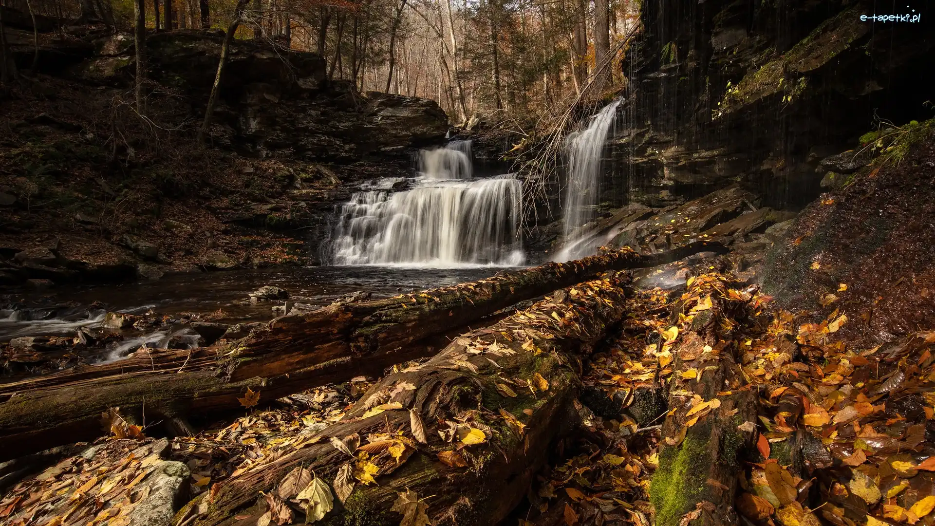Żółte, R B Ricketts Falls, Skały, Las, Jesień, Stany Zjednoczone, Stan Pensylwania, Wodospad, Liście