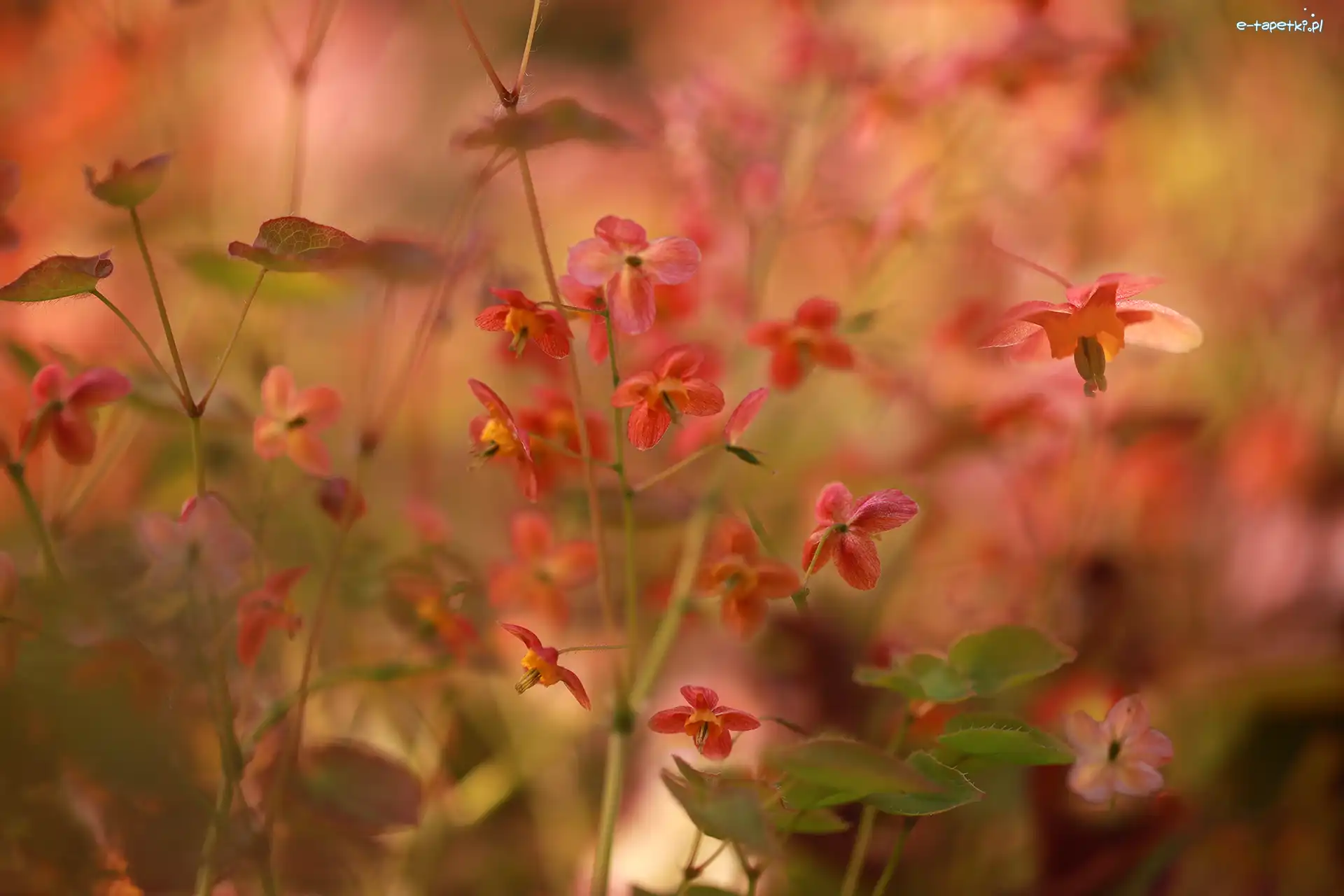 Drobne, Kwiaty, Czerwone, Epimedium