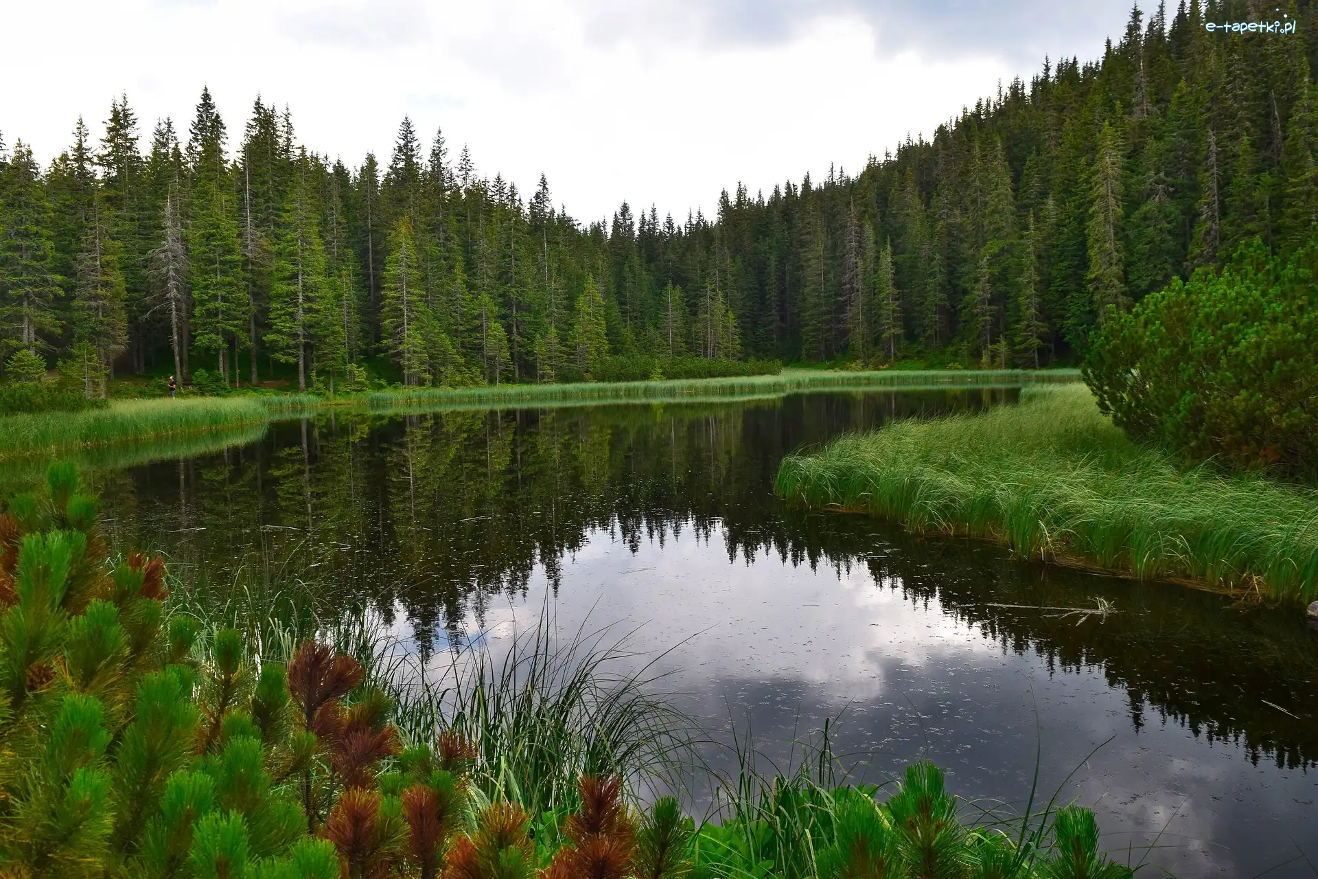 Las, Drzewa, Szuwary, Jezioro
