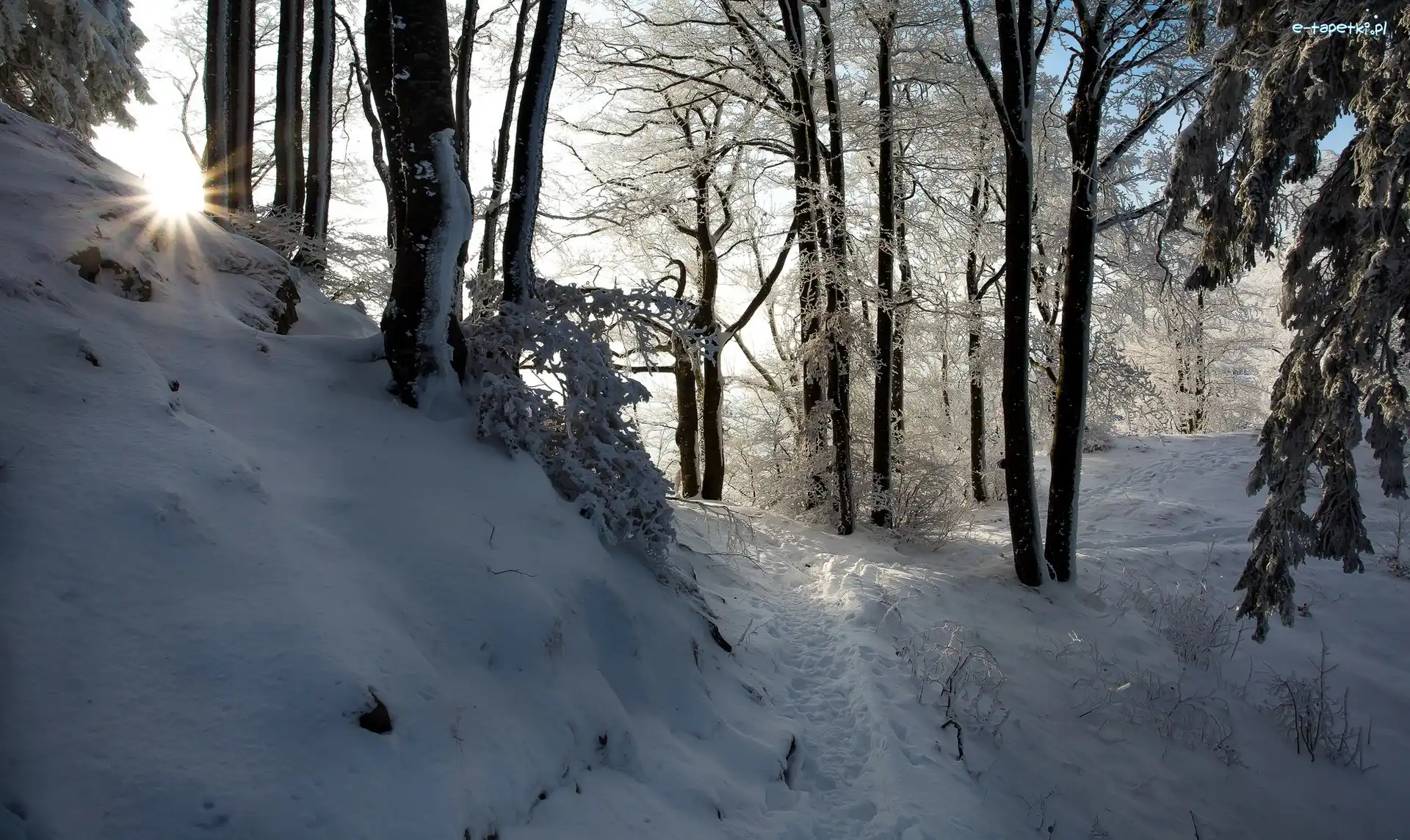 Słońca, Śnieg, Promienie, Drzewa, Las, Zima