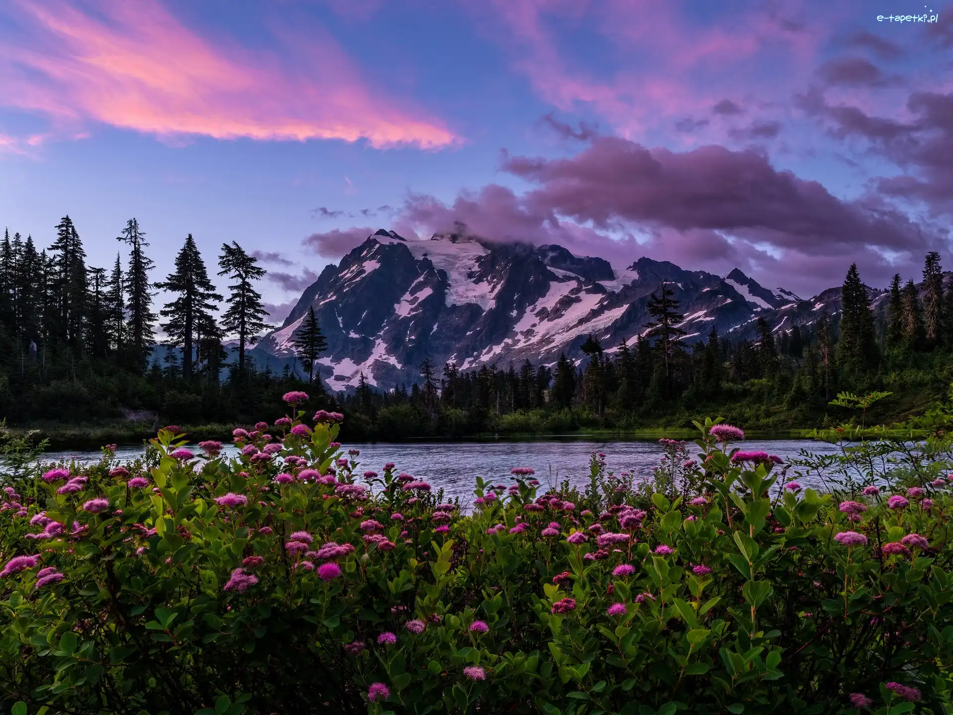 Park Narodowy Północnych Gór Kaskadowych, Drzewa, Góry Mount Shuksan, Stan Waszyngton, Stany Zjednoczone, Wschód słońca, Kwiaty, Las, Łąka