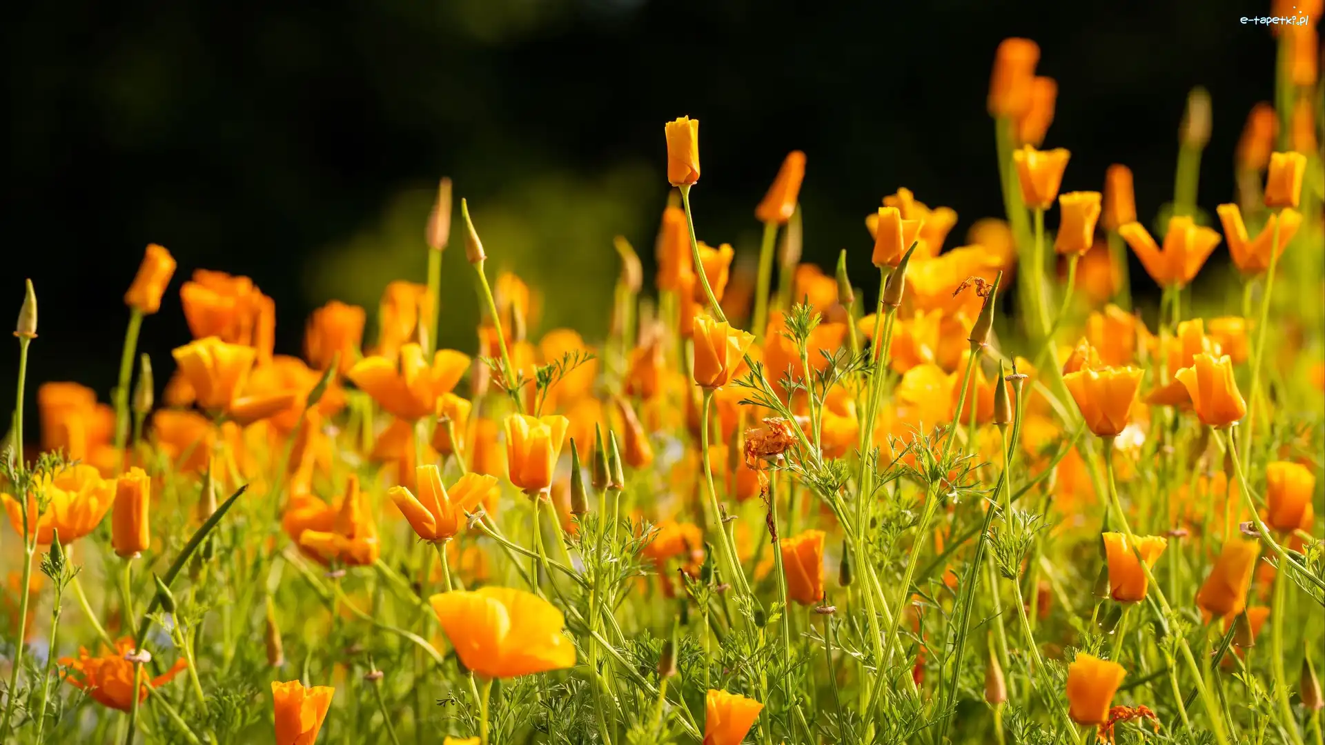 Eschscholzia californica, Maczki kalifornijskie, Pozłotki, Pomarańczowe, Kwiaty