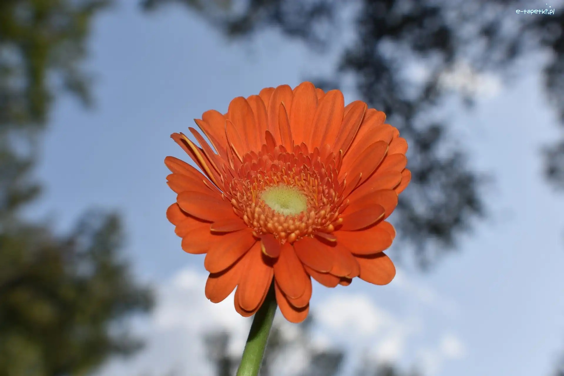 Gerbera, Kwiat, Pomarańczowy