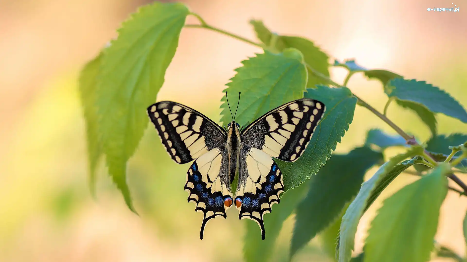 Motyl, Listki, Paź królowej, Zbliżenie, Zielone