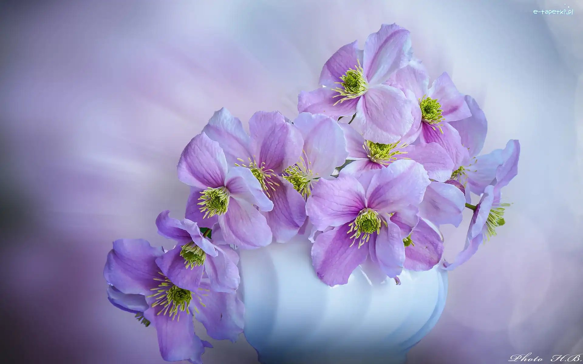 Kwiaty, Clematis, Powojniki, Biały, Wazon