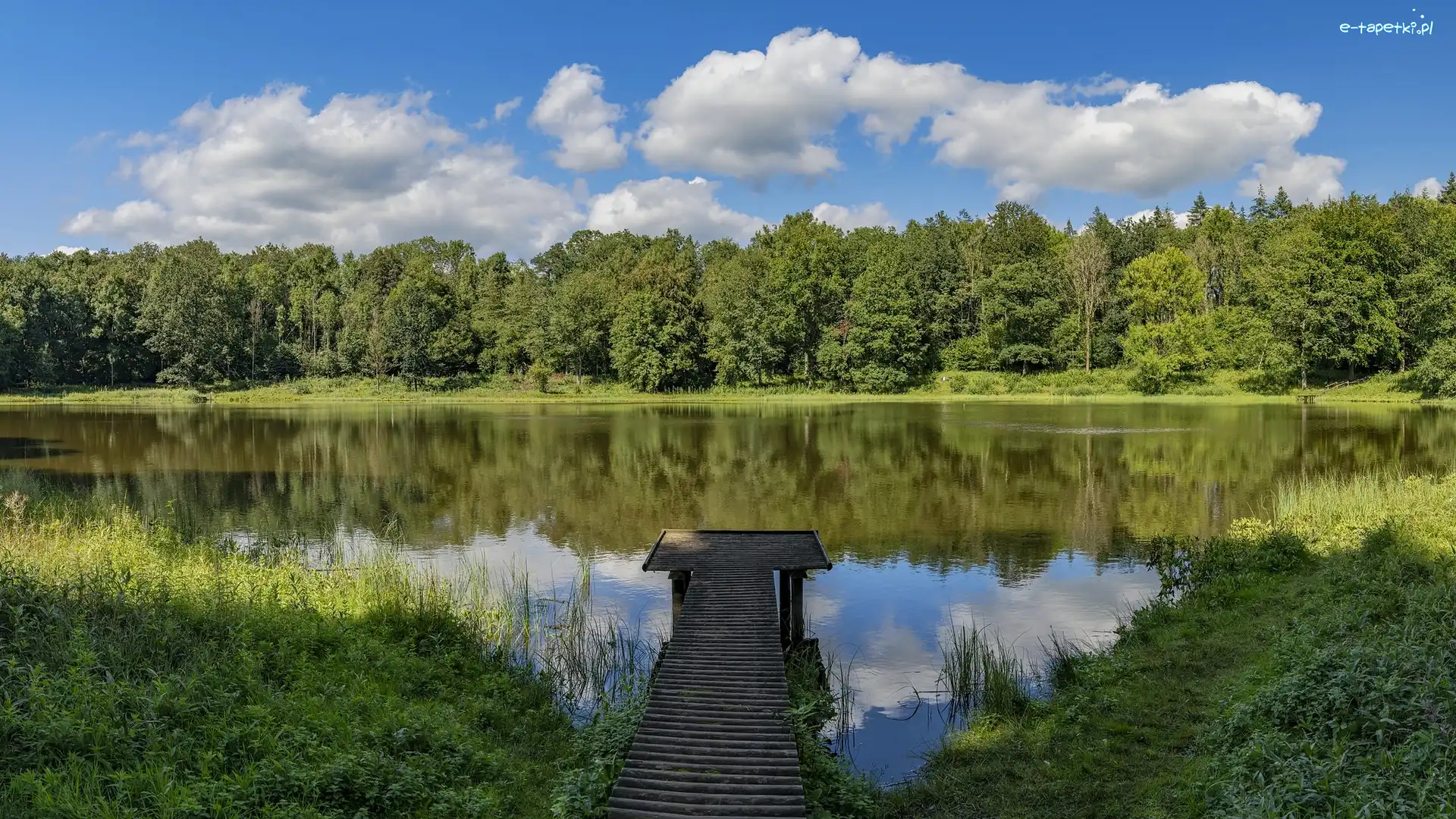 Drzewa, Jezioro, Pomost, Las