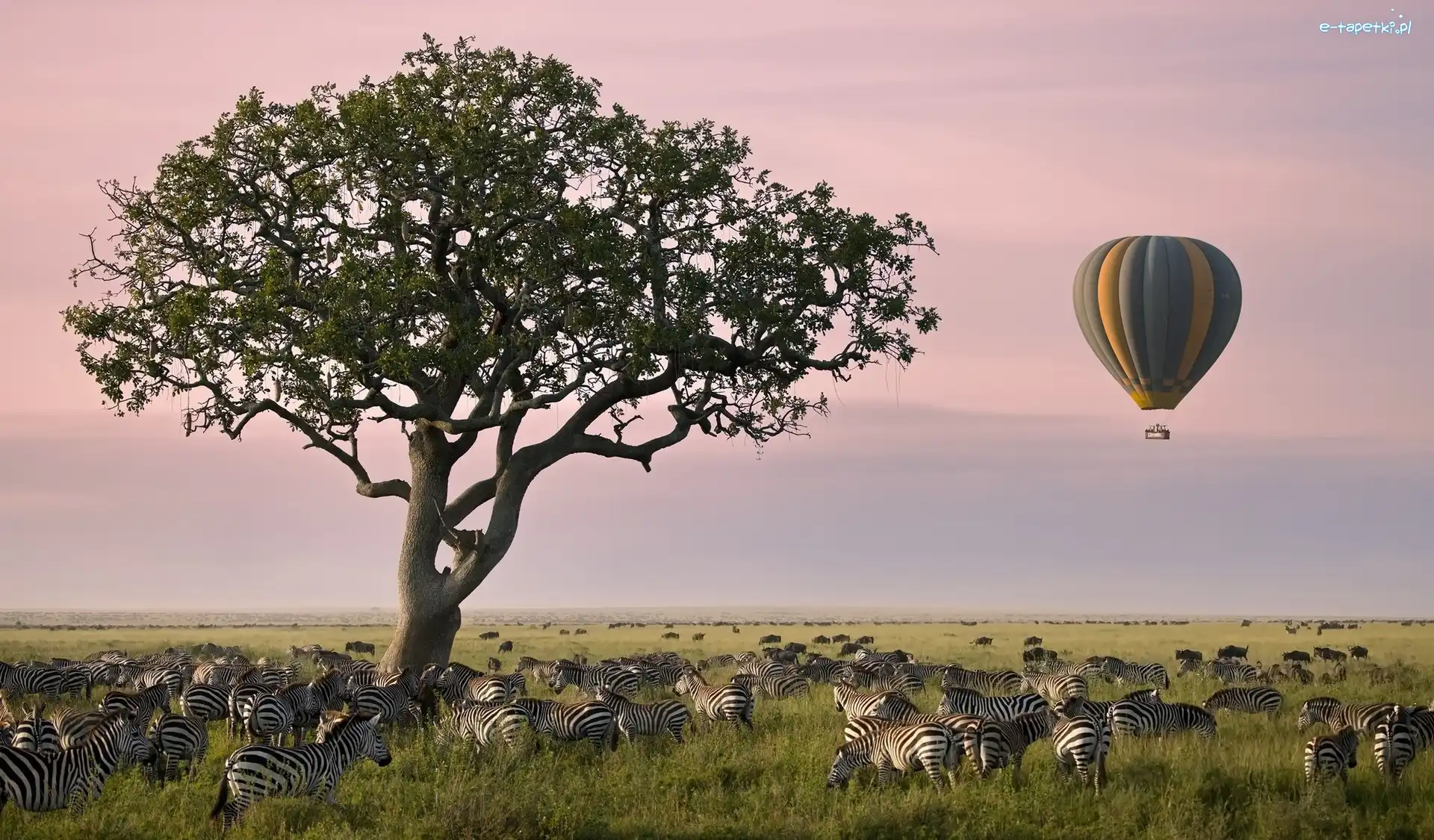 Balon, Drzewo, Zebry
