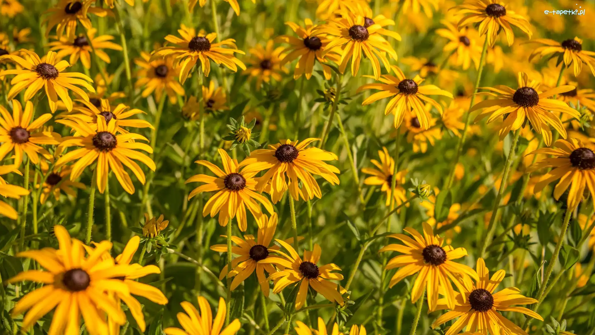 Rudbekie, Kwiaty, Żółte