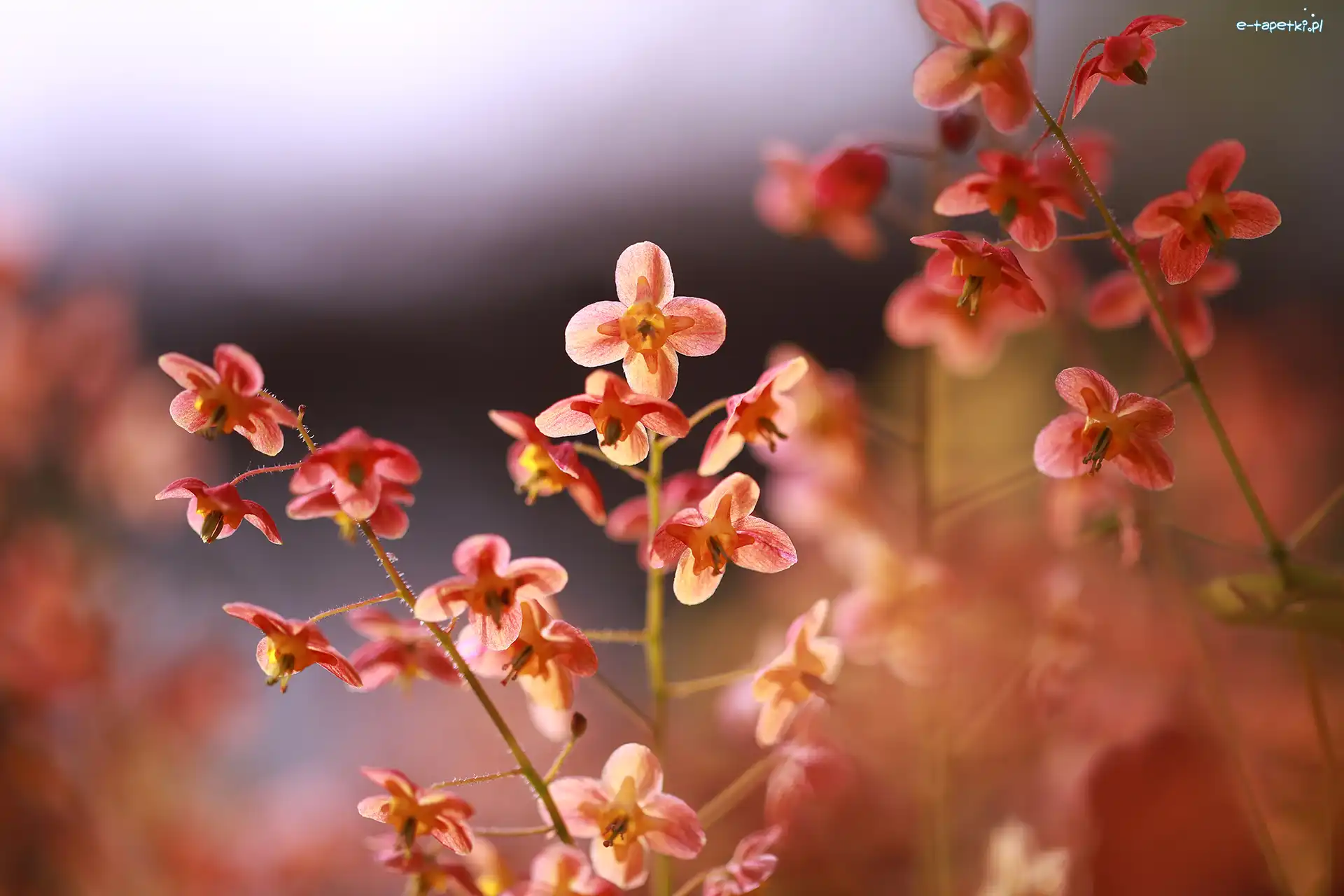 Rozwinięte, Kwiaty, Czerwone, Epimedium