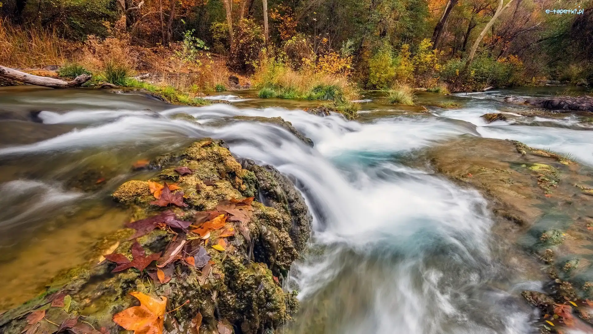 Fossil Creek, Drzewa, Stany Zjednoczone, Arizona, Potok, Kamienie, Liście, Las