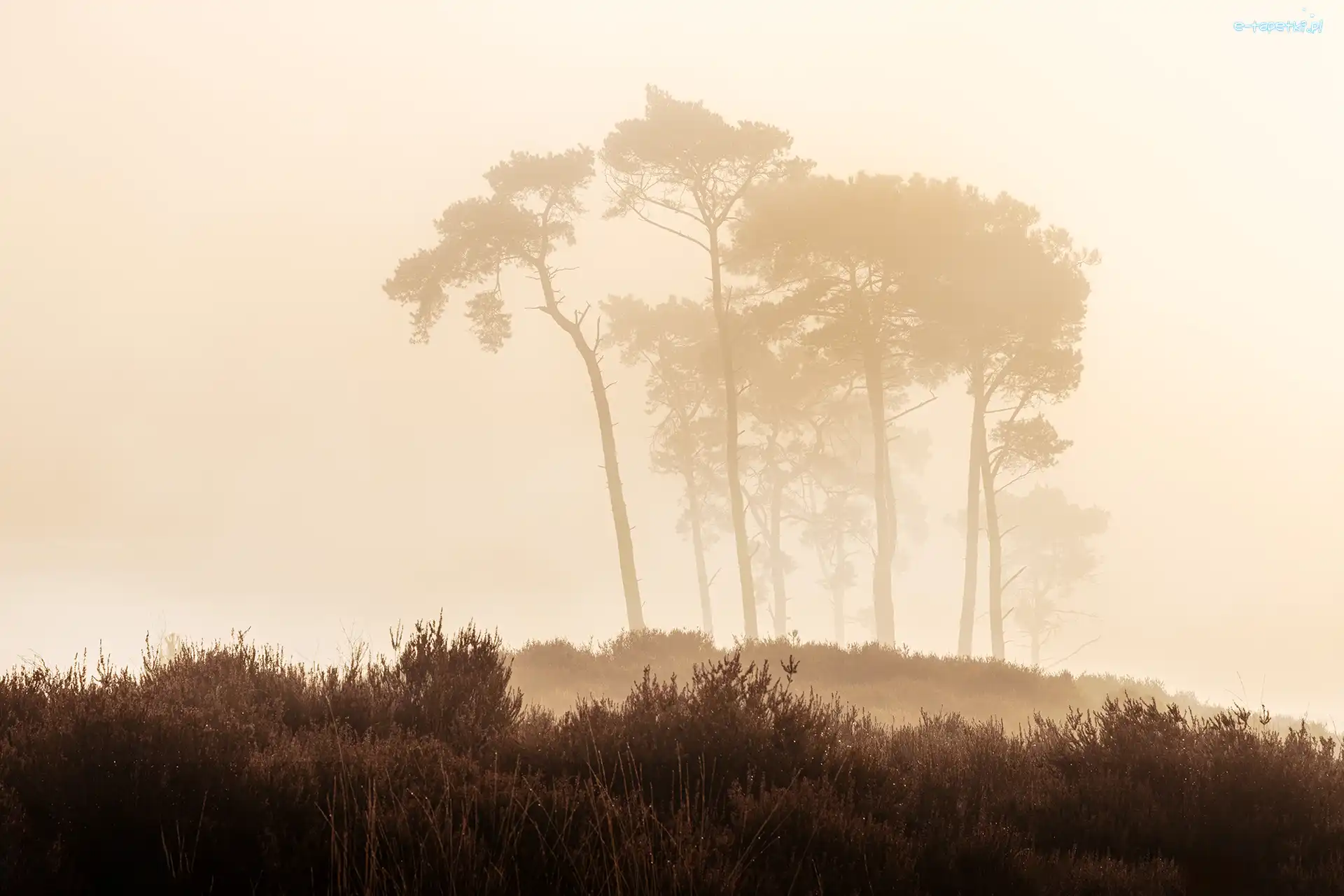 Rośliny, Wzgórze, Mgła, Poranek, Wrzosowisko, Belgia, Kalmthout Heath, Drzewa, Rezerwat przyrody