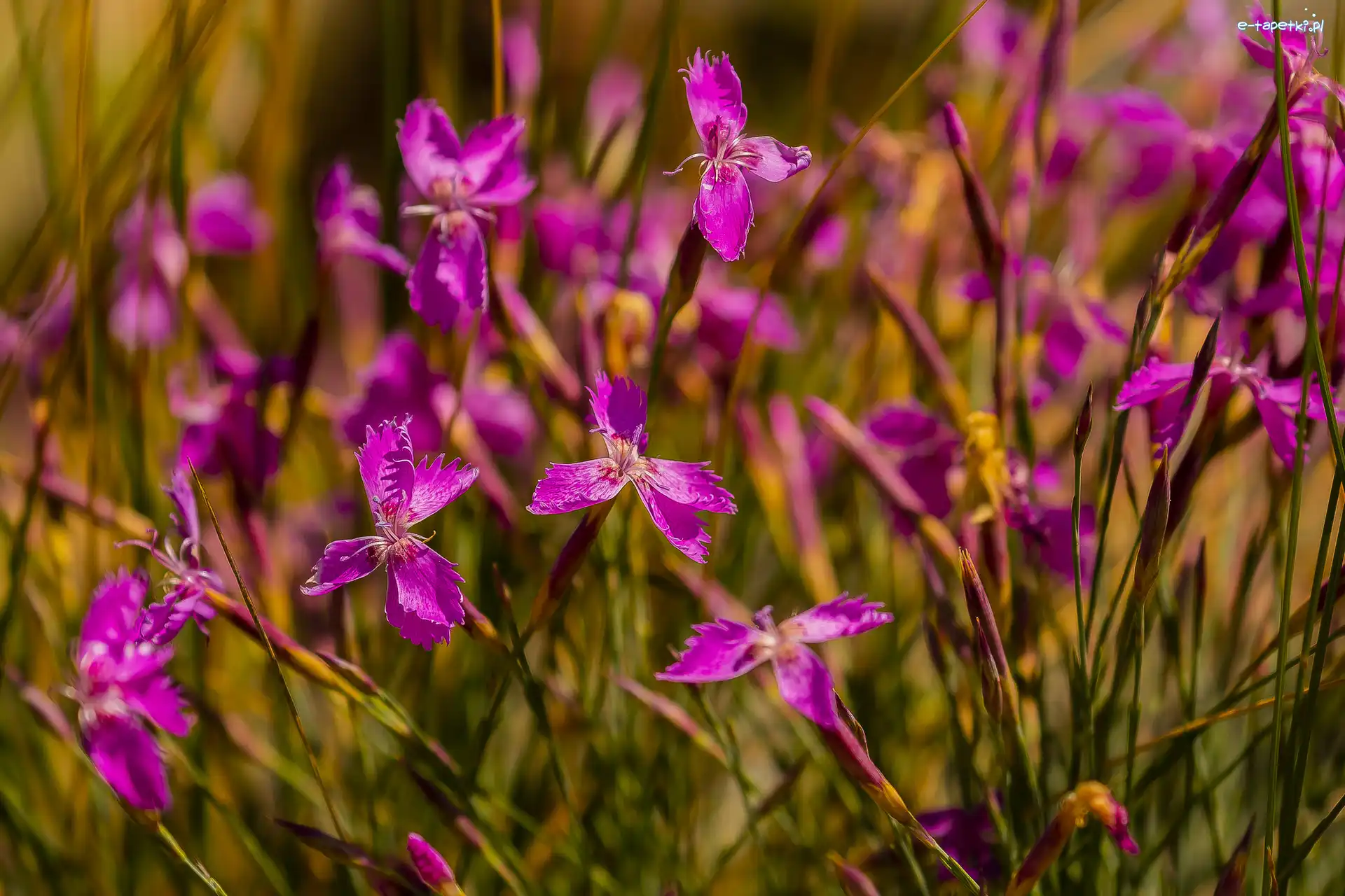 Różowe, Goździki, Kwiaty, Zbliżenie, Dianthus oschtenicus
