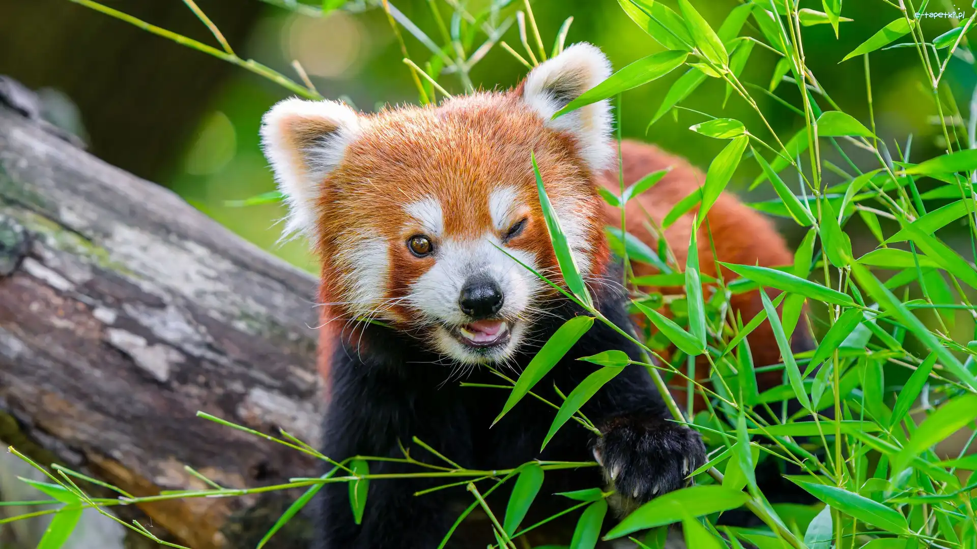 Liście, Rozmycie, Trawa, Pień, Czerwona panda, Pandka ruda