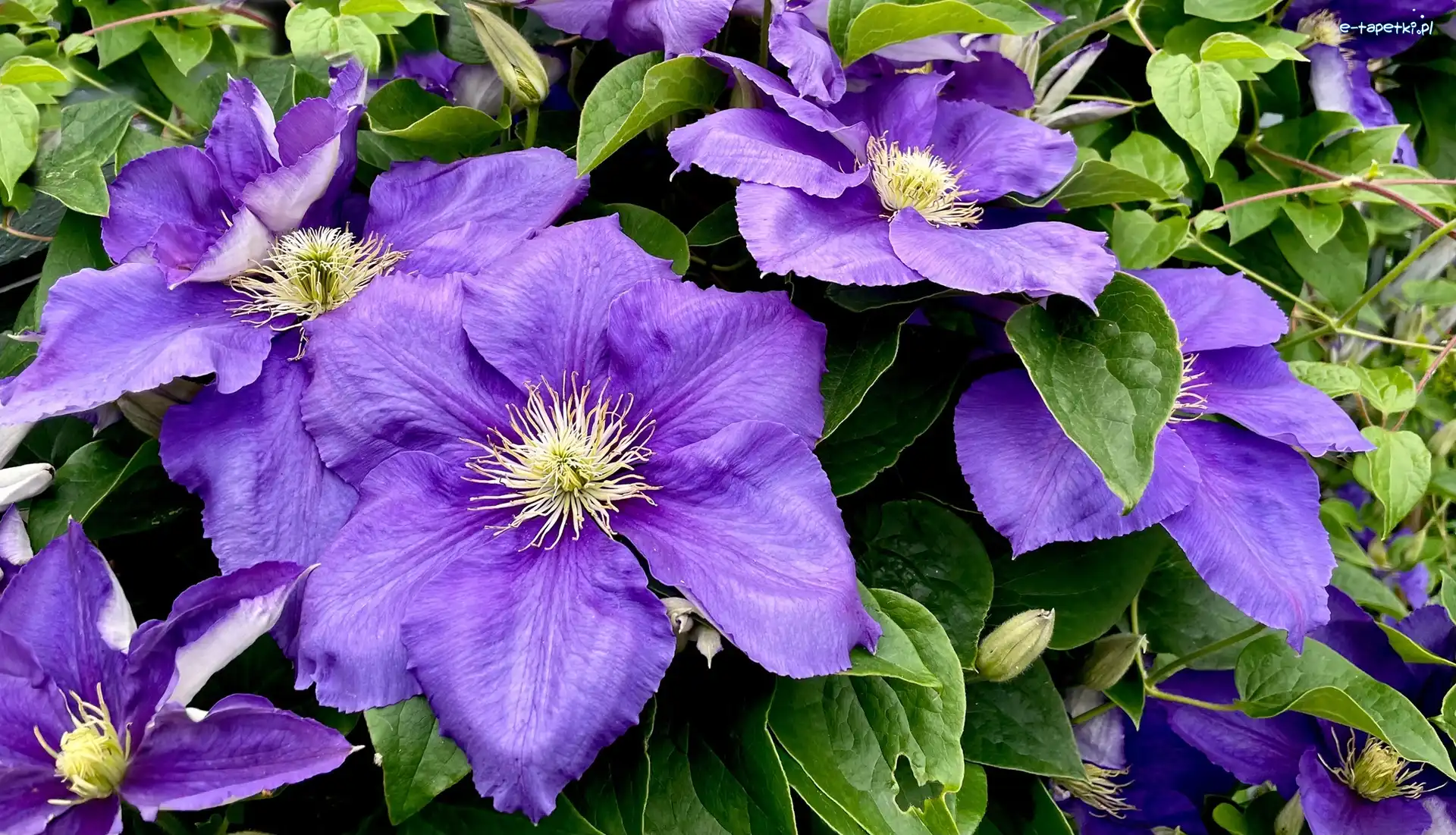 Clematis, Liście, Kwiaty, {pwpkniki