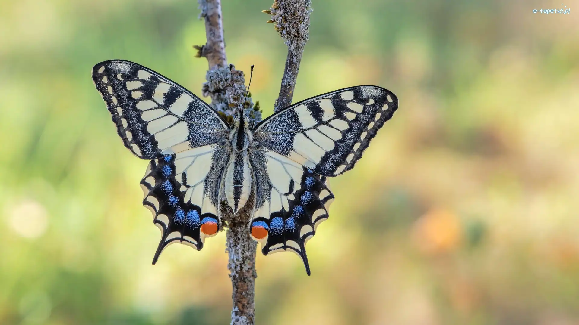 Motyl, Patyk, Paź królowej, Tło, Rozmyte