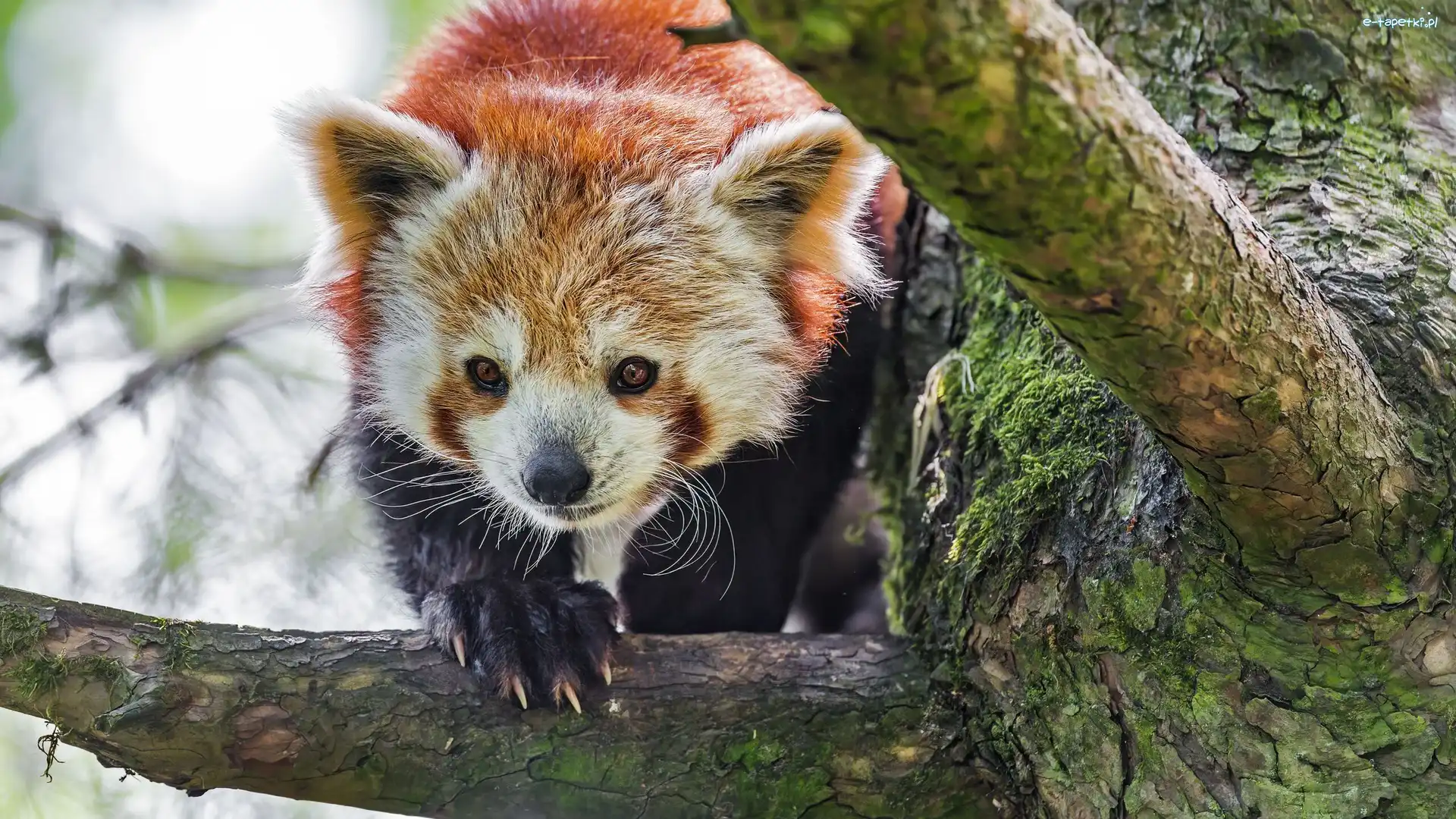 Drzewo, Pandka ruda, Gałąź, Czerwona panda