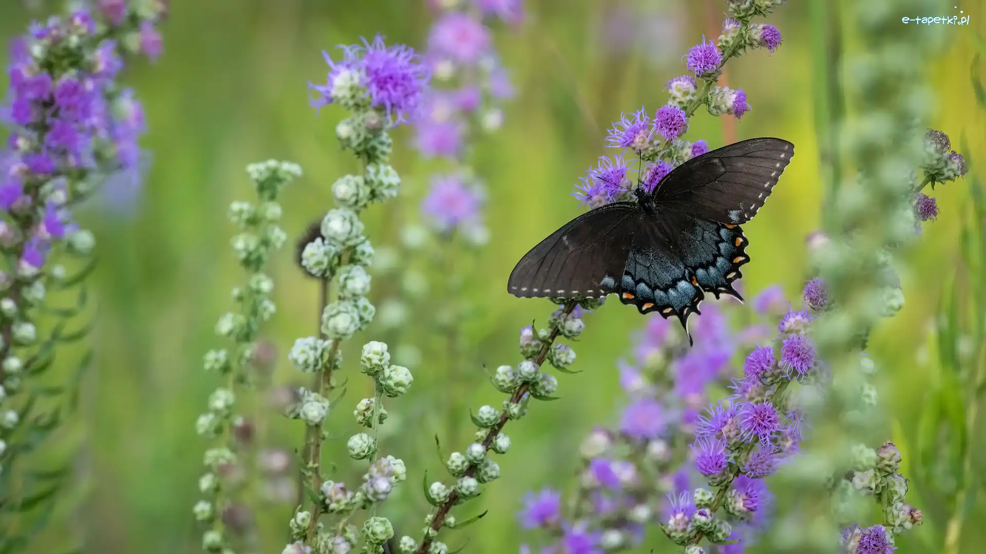 Kwiaty, Paź linderowiec, Motyl