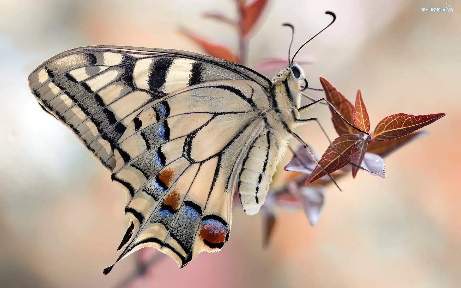 Paź królowej, Listki, Roślina, Motyl