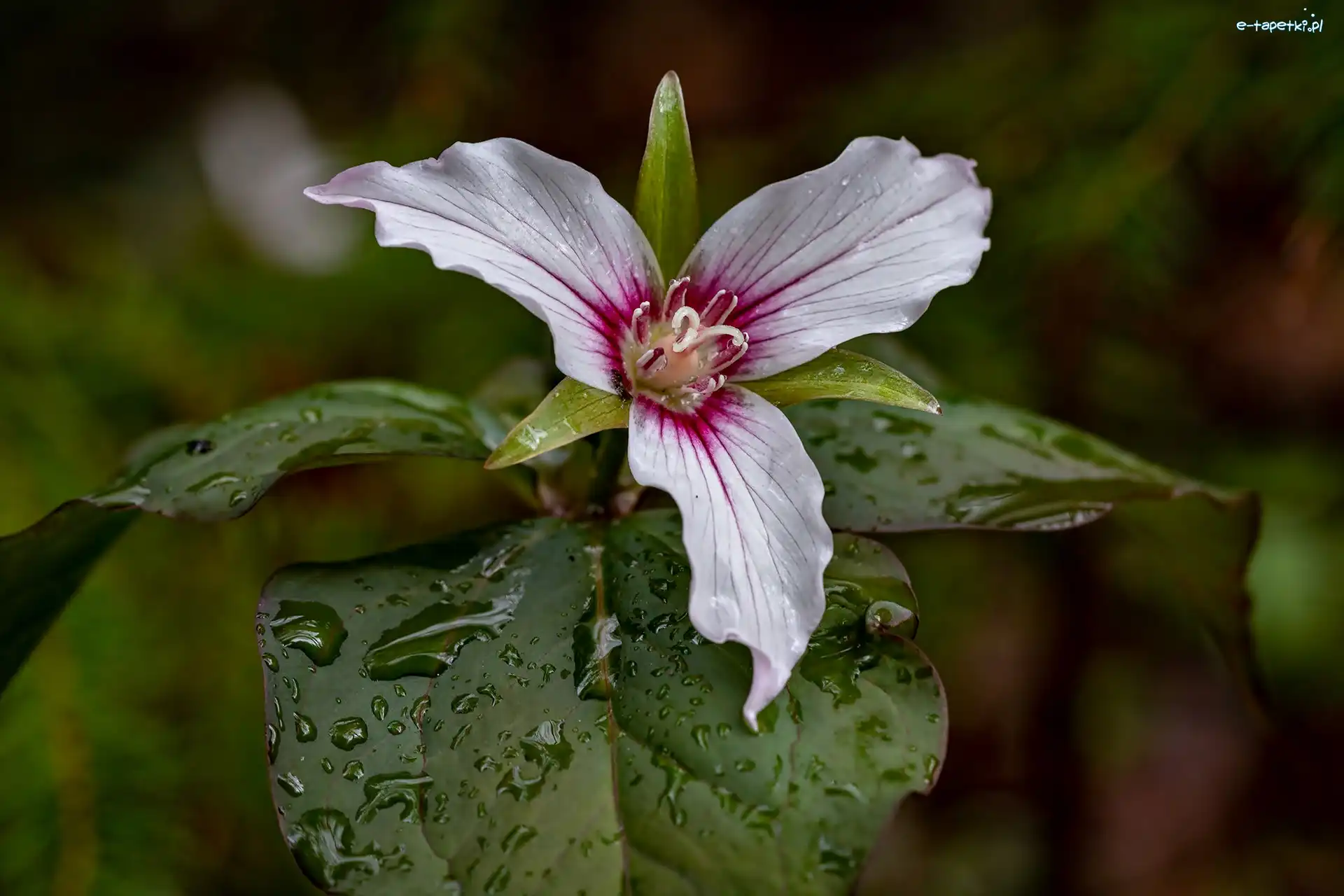 Trillium undulatum, Trójlist, Kwiat, Krople, Liście