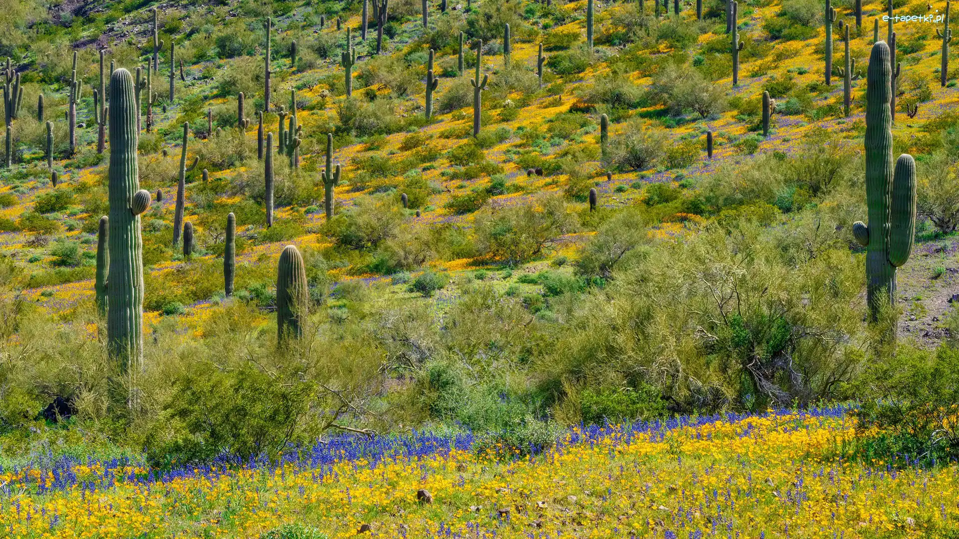 Saguaro, Kwiaty, Trawa, Kaktusy