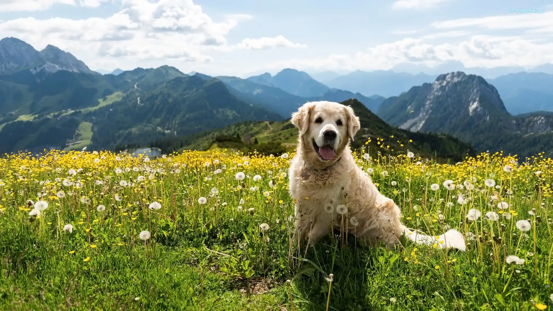Dmuchawce, Łąka, Kwiaty, Góry, Golden retriever, Pies
