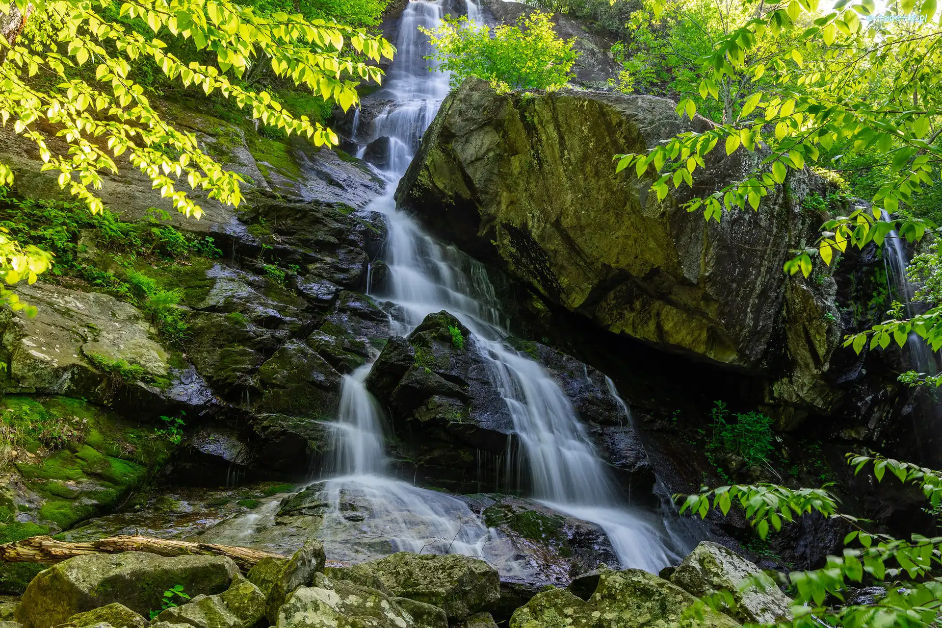 Stany Zjednoczone, Skały, Drzewa, Apple Orchard Falls, Wodospad, Wirginia, Roślinność