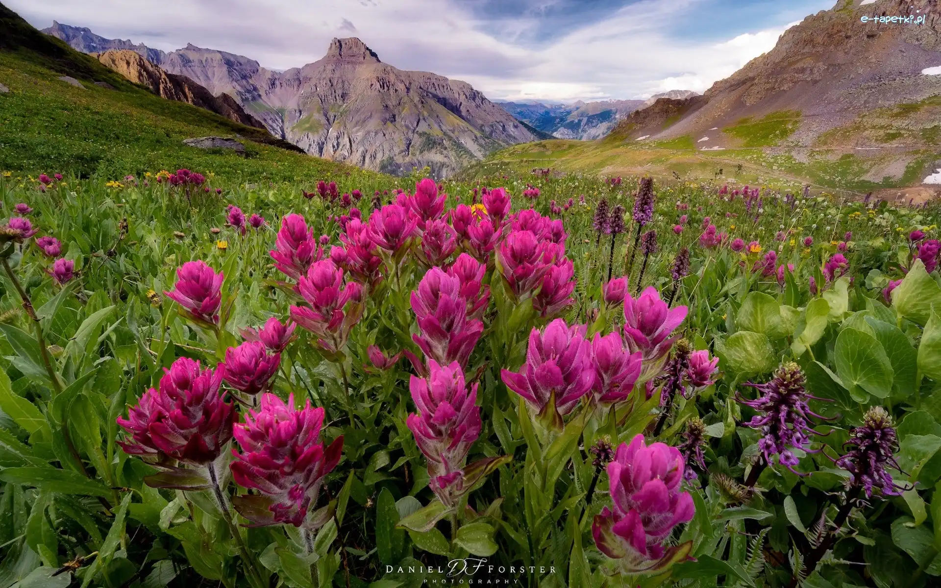 Stany Zjednoczone, Różowe, Kwiaty, San Juan Mountains, Góry, Kolorado, Łąka