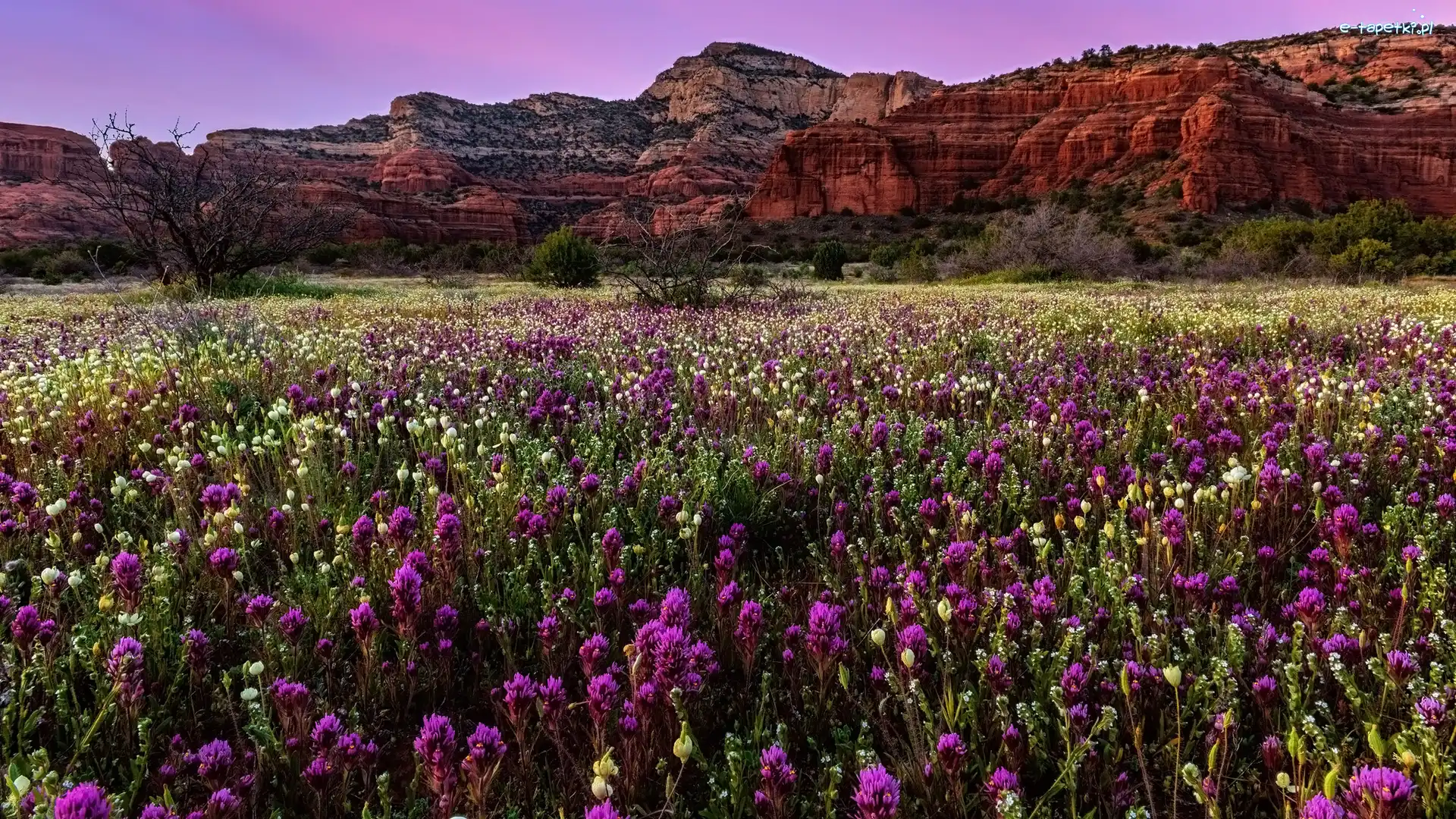 Arizona, Góry, Sedona, Stany Zjednoczone, Łąka, Kwiaty