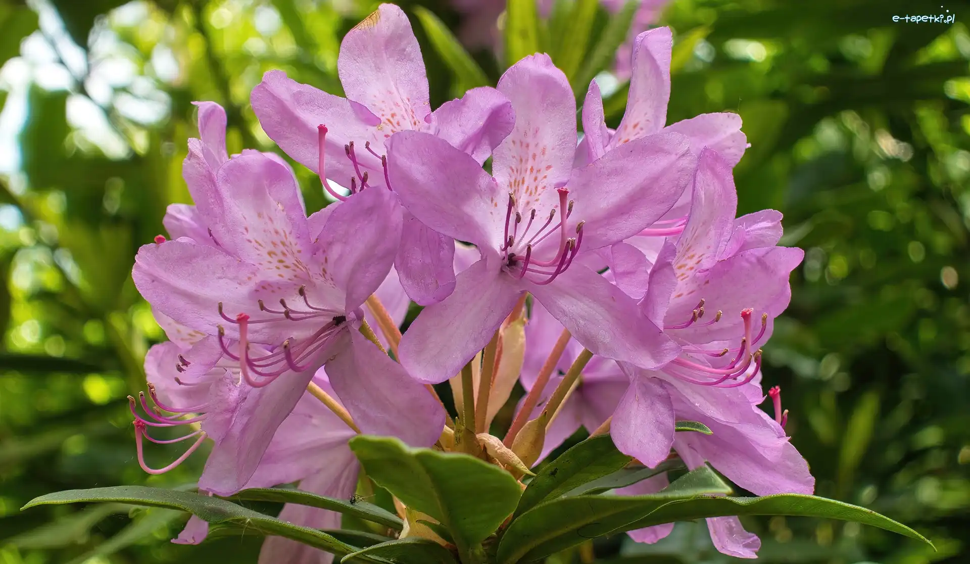 Rododendron, Różowe, Kwiaty