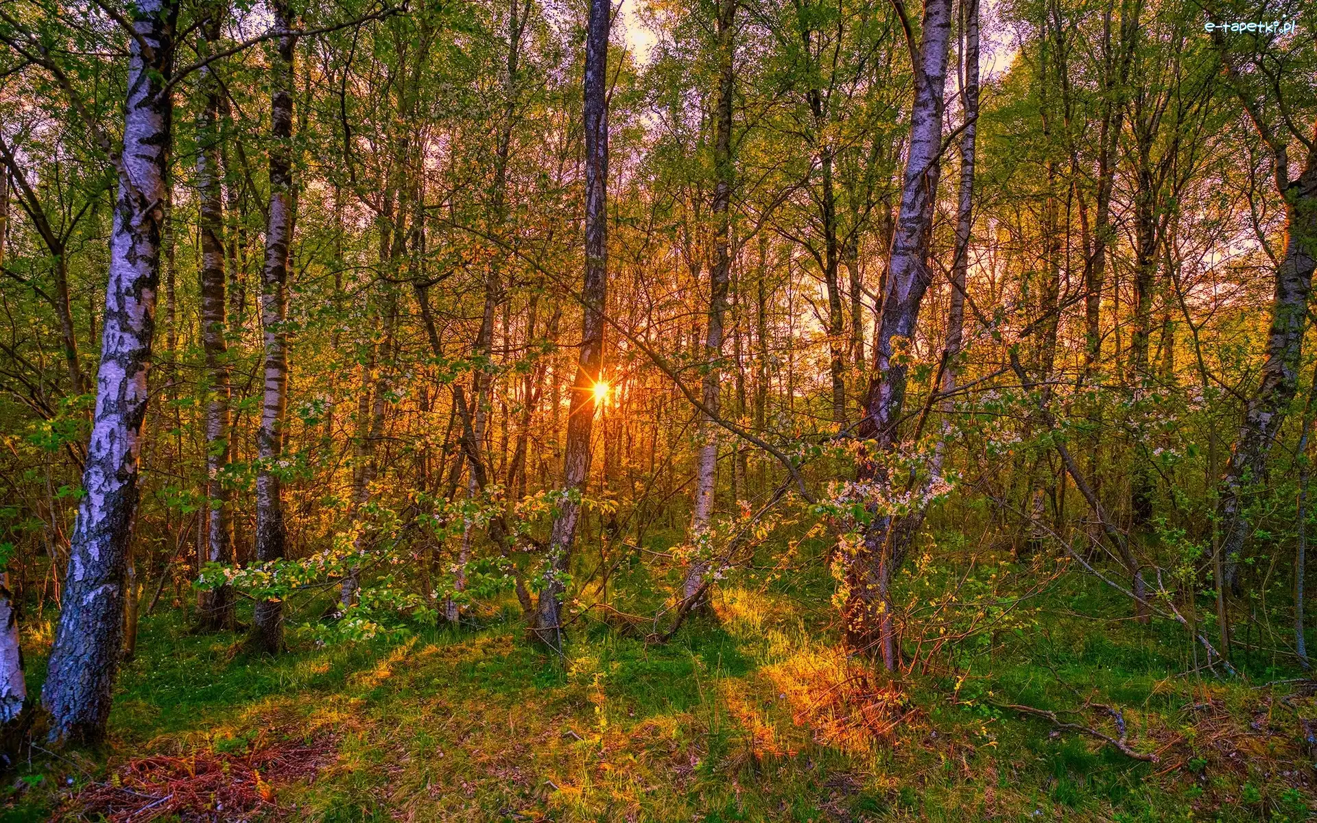 Las, Brzozy, Drzewa, Krzewy, Promienie słońca