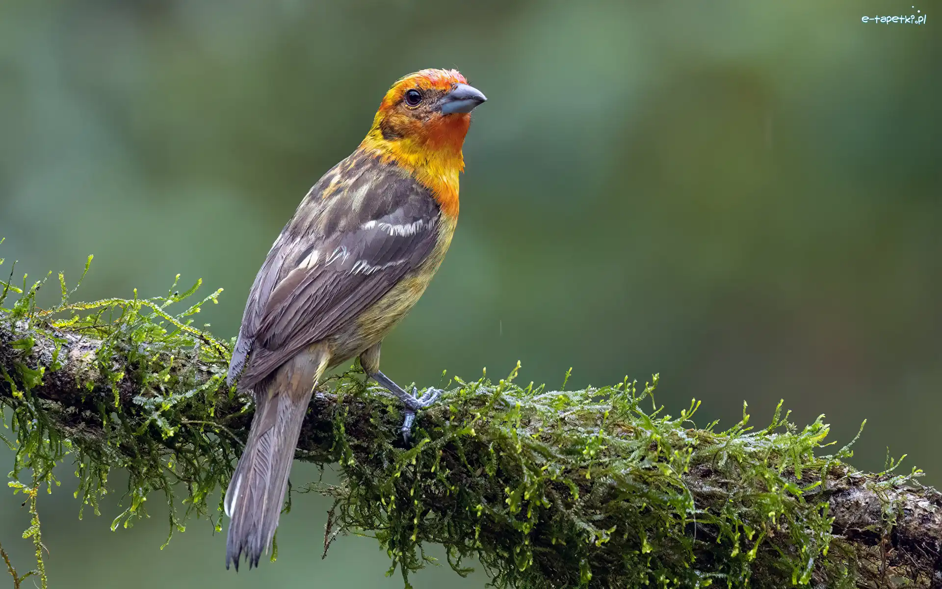 Tanager, Gałąź, Piranga ognista, Ptak