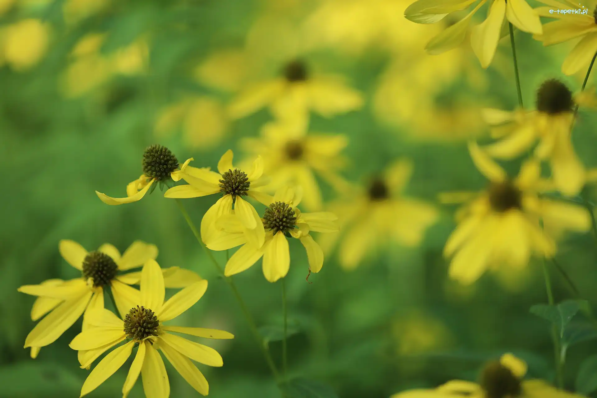 Żółte, Zbliżenie, Kwiaty, Rudbekia naga