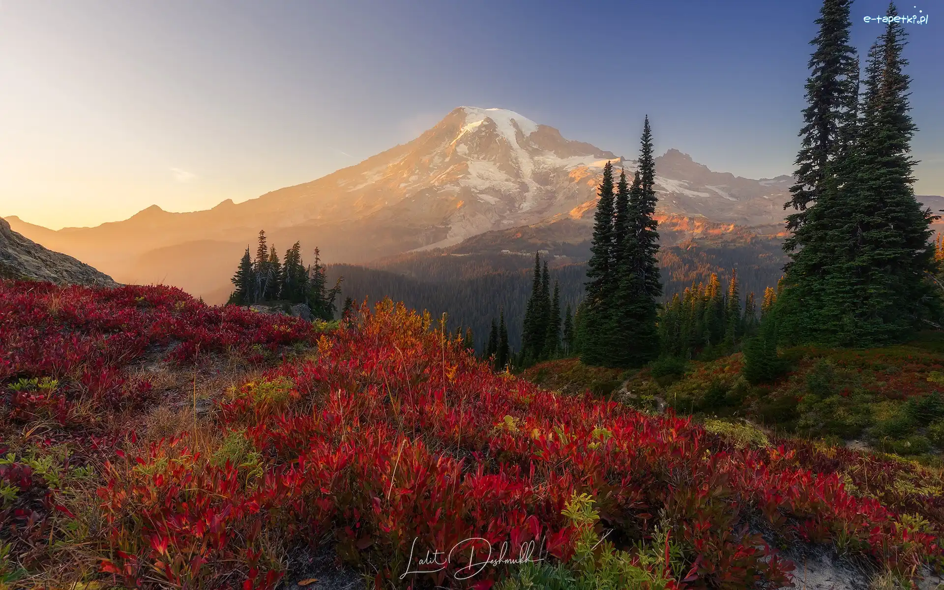 Góry, Waszyngton, Przebijające światło, Kwiaty, Park Narodowy Mount Rainier, Jesień, Drzewa, Stany Zjednoczone